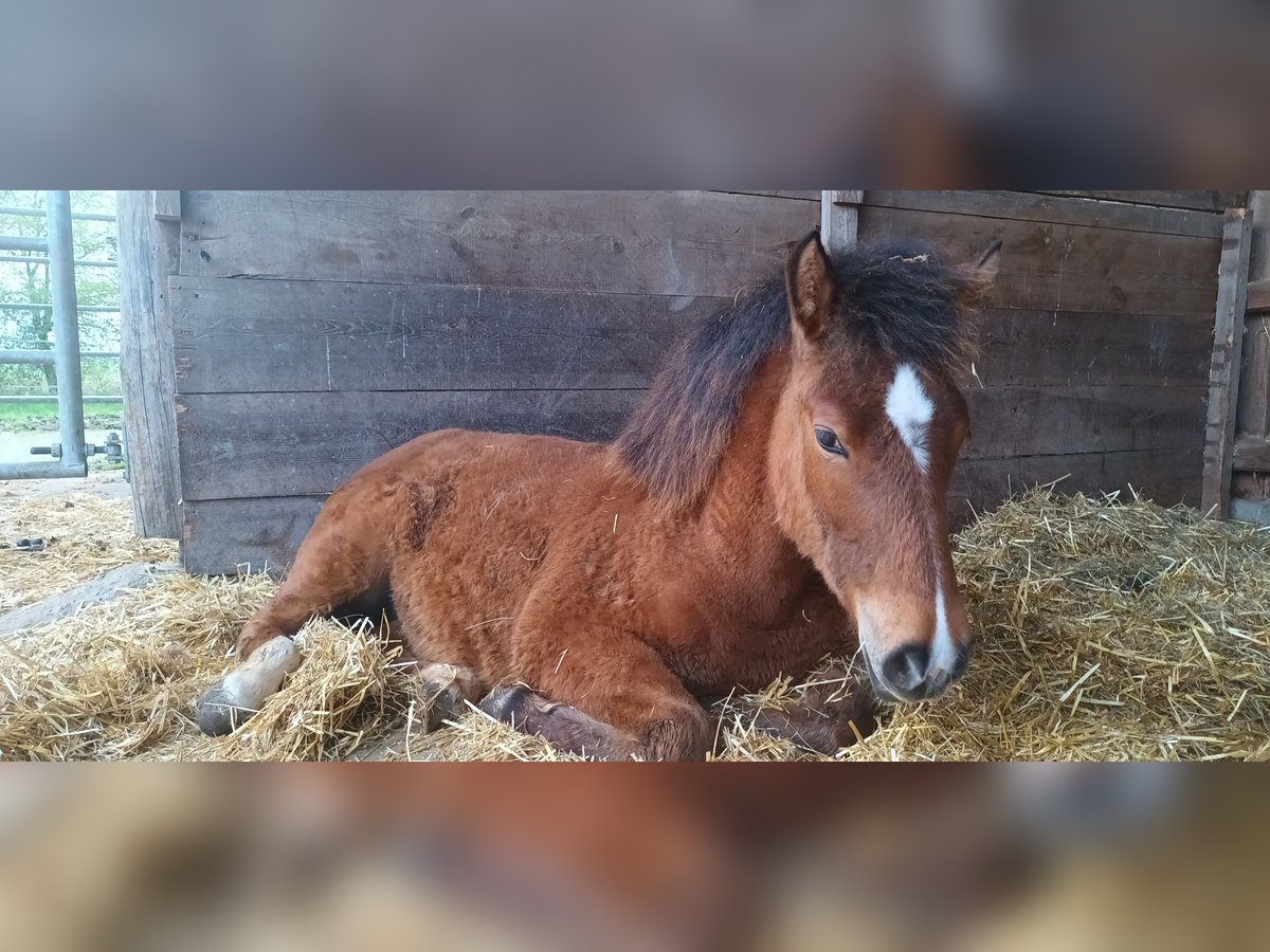 Altre razze Giumenta 1 Anno 145 cm Baio in Oberschwarzach