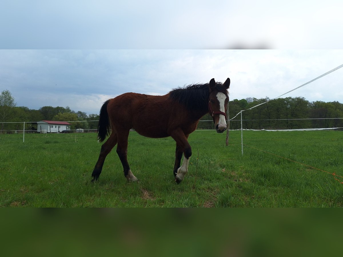 Altre razze Giumenta 1 Anno 160 cm Baio in Torzym