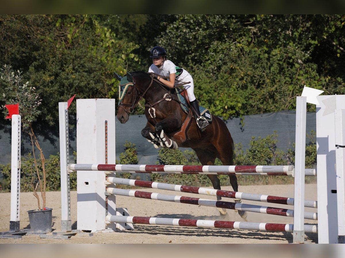 Altre razze Mix Giumenta 21 Anni 150 cm Baio in Orentano