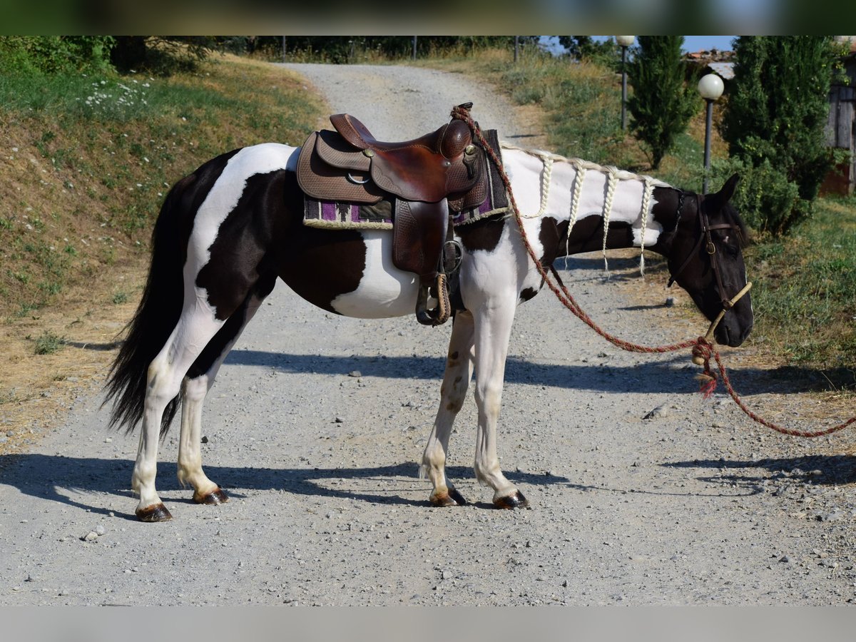 Altre razze Giumenta 2 Anni 144 cm Pezzato in San Romano In Garfagnana