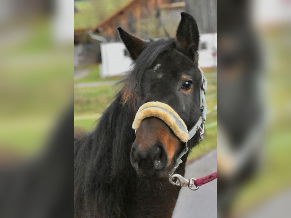 Altre razze Giumenta 2 Anni 145 cm Baio scuro in Oberpöring