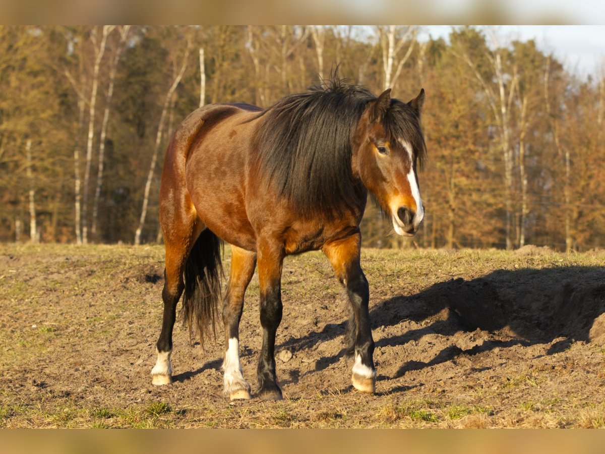 Altre razze Mix Giumenta 2 Anni 150 cm Baio in Ribbesb&#xFC;ttel