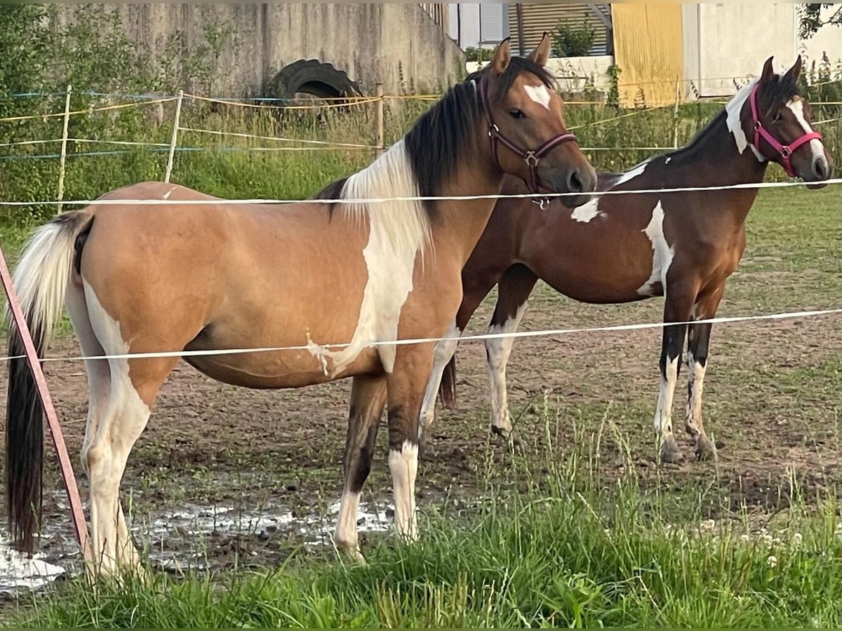 Altre razze Giumenta 2 Anni 150 cm Falbo in Niederaula