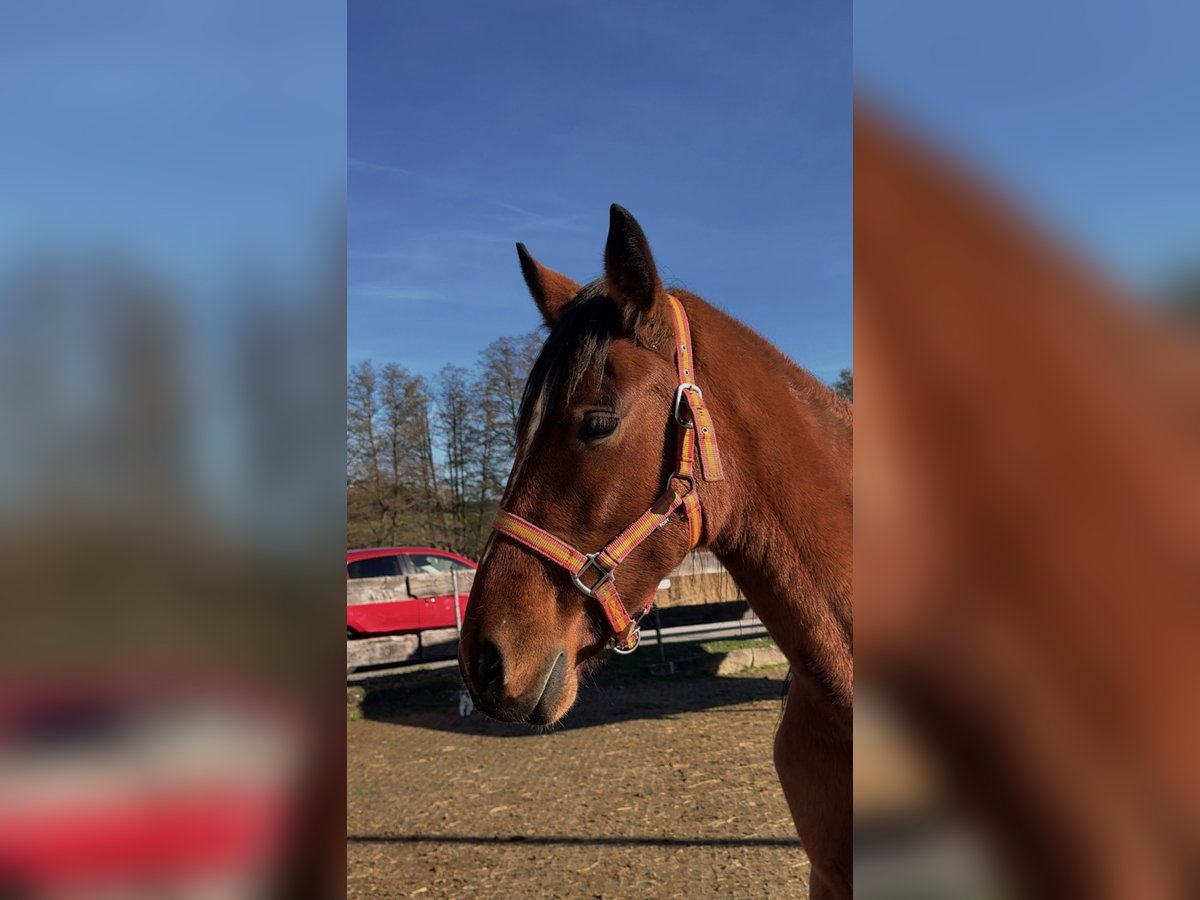 Altre razze Giumenta 2 Anni 160 cm Baio in Beutelsbach