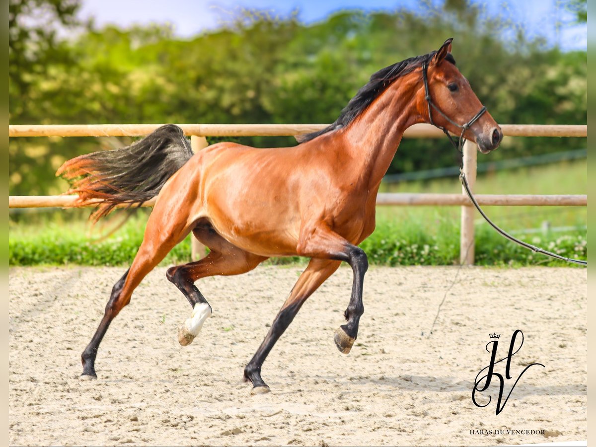 Altre razze Giumenta 2 Anni 160 cm Baio in Marly-sous-Issy