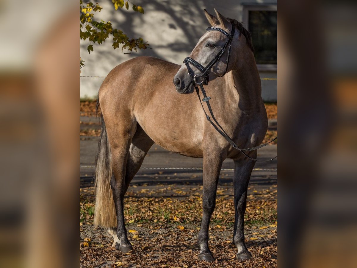 Altre razze Giumenta 3 Anni 145 cm Può diventare grigio in Schwäbisch Gmünd