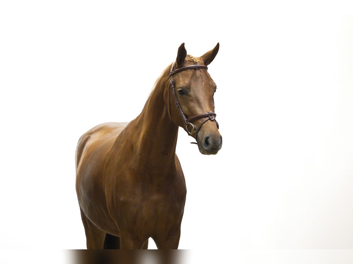 Altre razze Giumenta 3 Anni 149 cm Sauro scuro in Waddinxveen