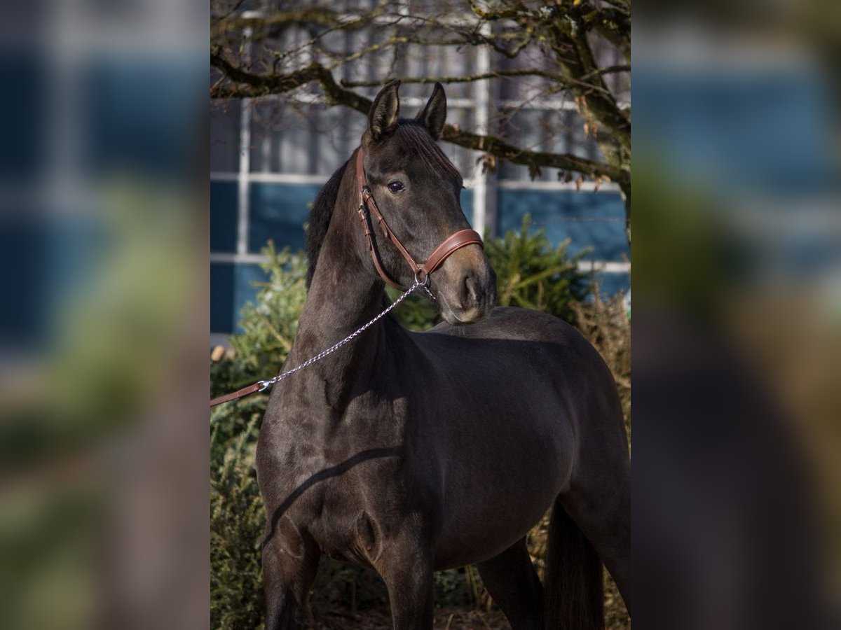 Altre razze Giumenta 4 Anni 150 cm Può diventare grigio in Schorndorf