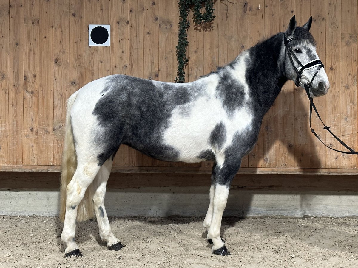 Altre razze Mix Giumenta 4 Anni 154 cm Pezzato in Riedlingen