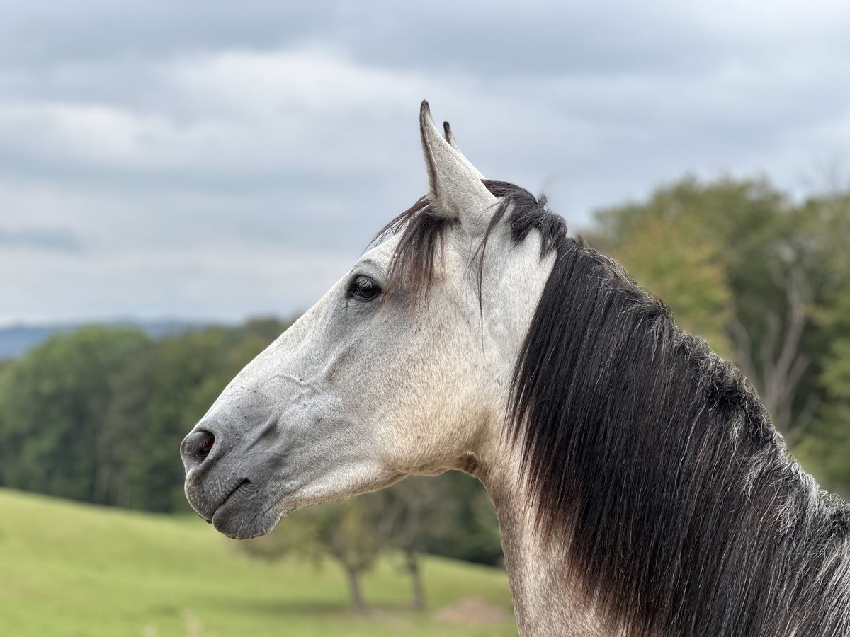 Altre razze Mix Giumenta 4 Anni 155 cm Grigio pezzato in Sulzbach am Main