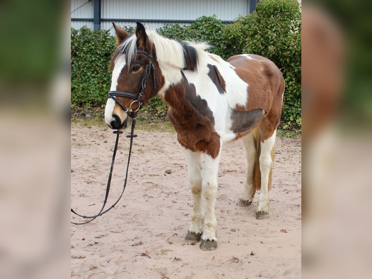 Altre razze Giumenta 4 Anni 155 cm Pezzato in Sonnefeld