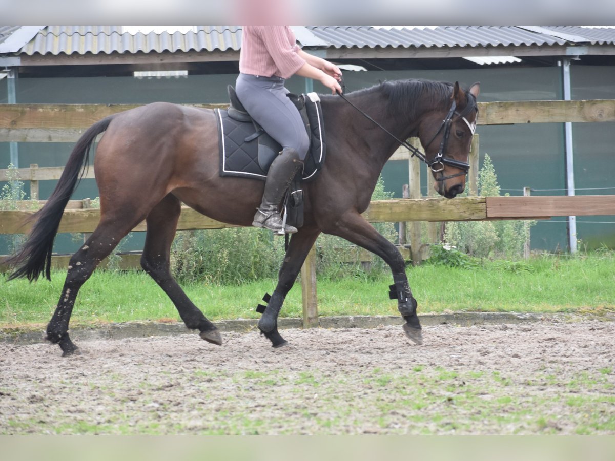 Altre razze Giumenta 4 Anni 163 cm Baio scuro in Achtmaal