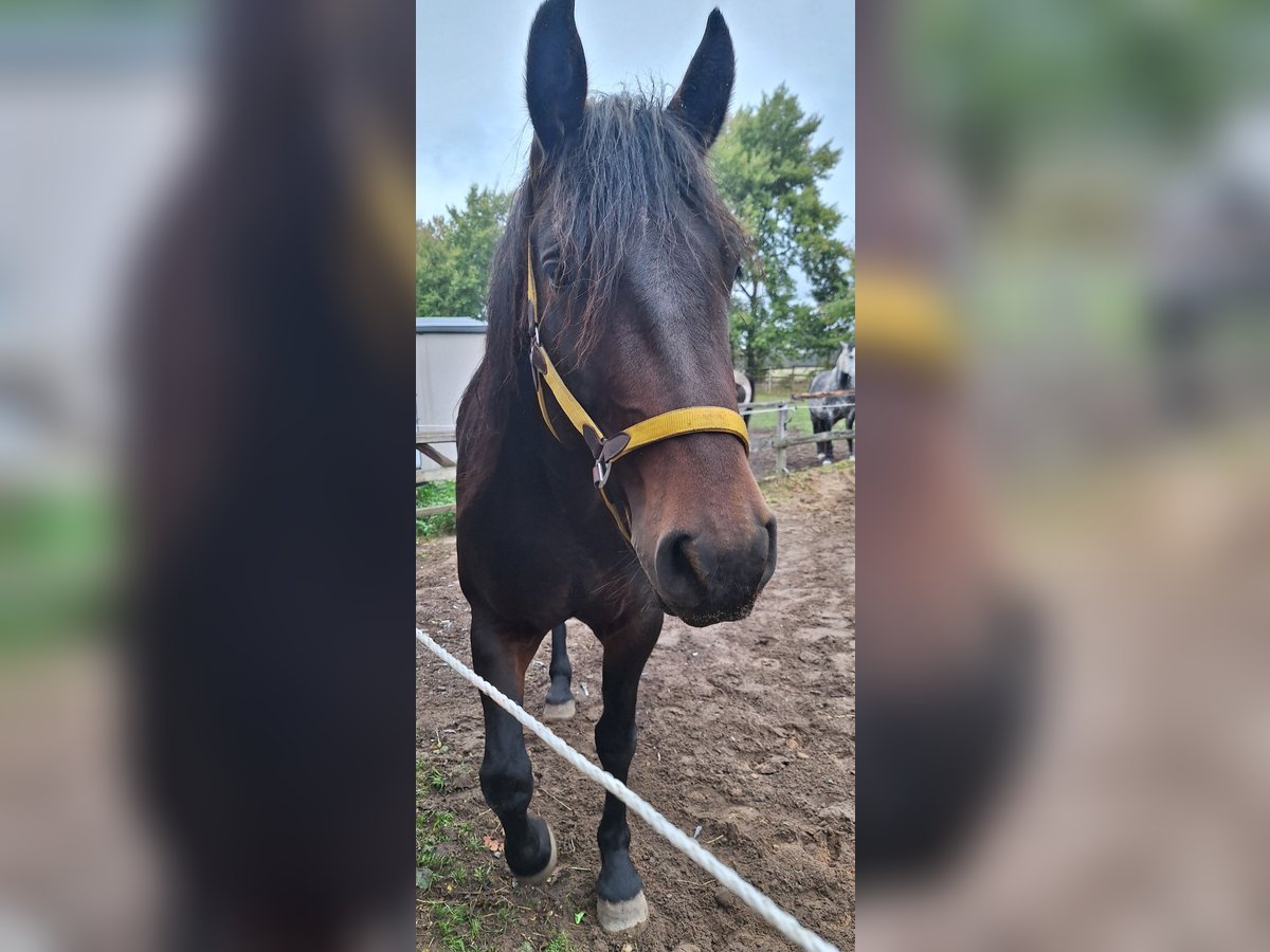 Altre razze Mix Giumenta 4 Anni 165 cm Baio in Hasloh