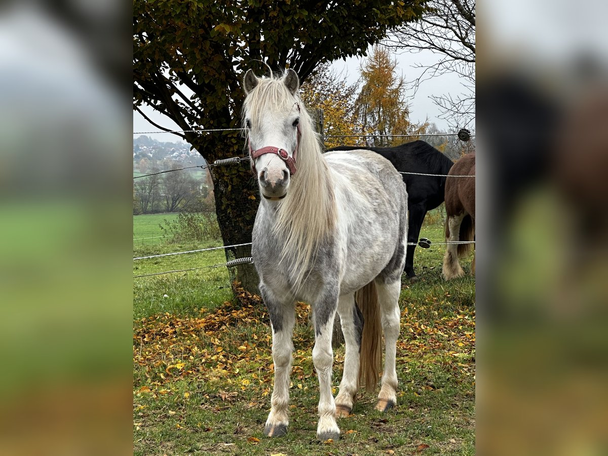 Altre razze Giumenta 5 Anni 126 cm Pezzato in Achstetten