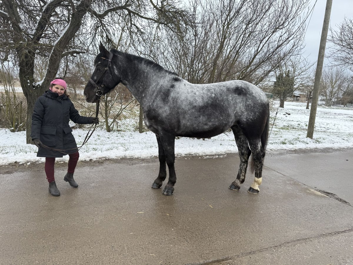 Altre razze Giumenta 5 Anni 160 cm Leardo in Gleina