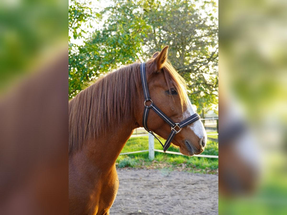 Altre razze Giumenta 6 Anni 140 cm Sauro in Schriesheim