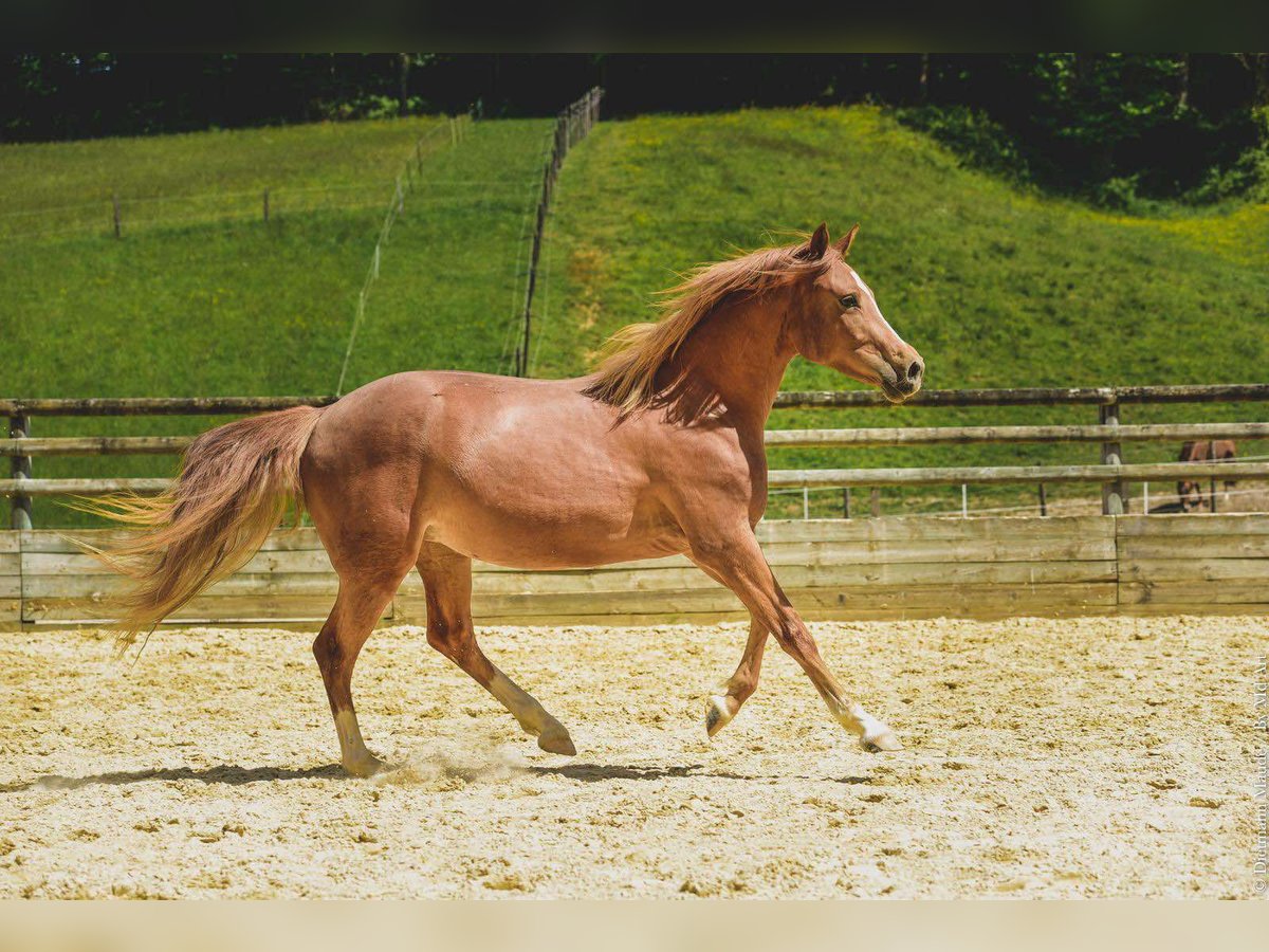 Altre razze Giumenta 6 Anni 147 cm Sauro in Oytier-Saint-Oblas