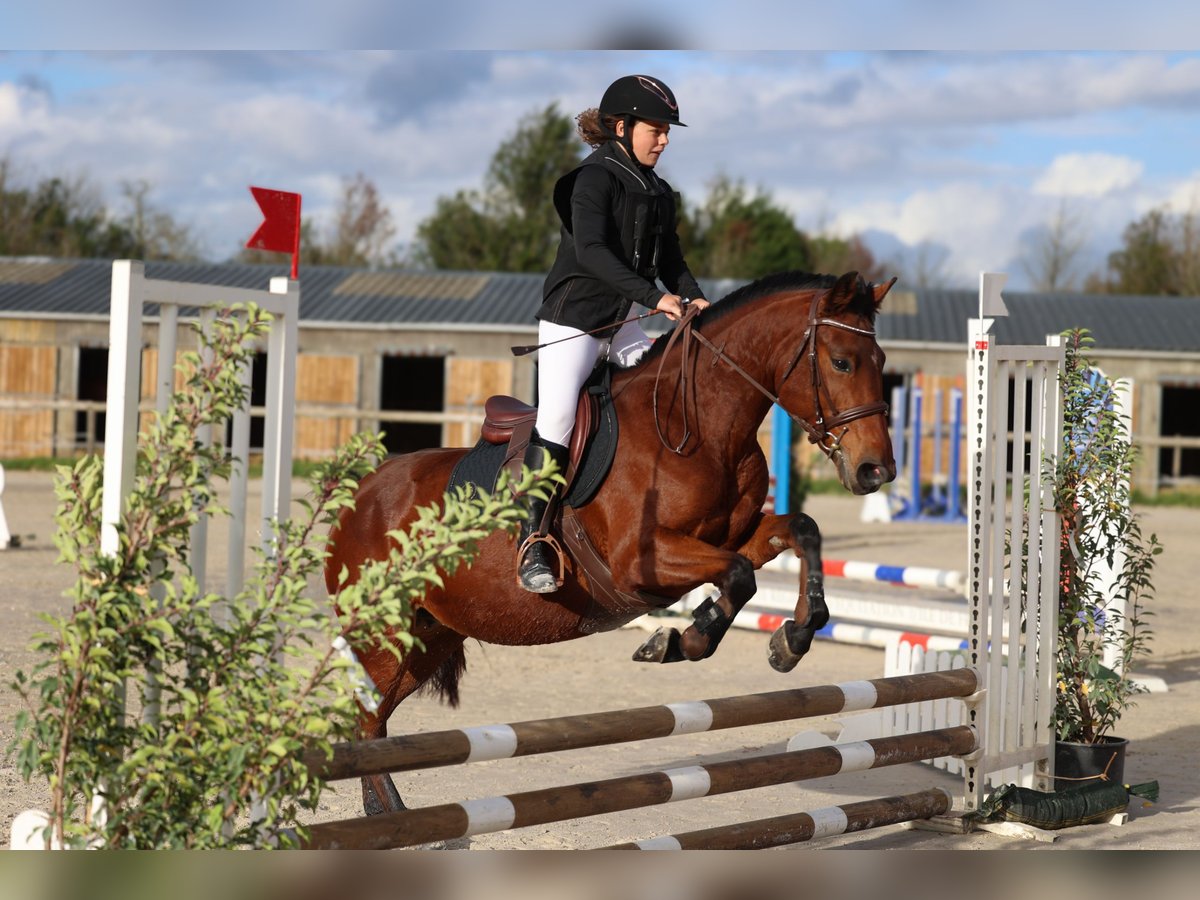 Altre razze Giumenta 6 Anni 148 cm Baio ciliegia in Itteville