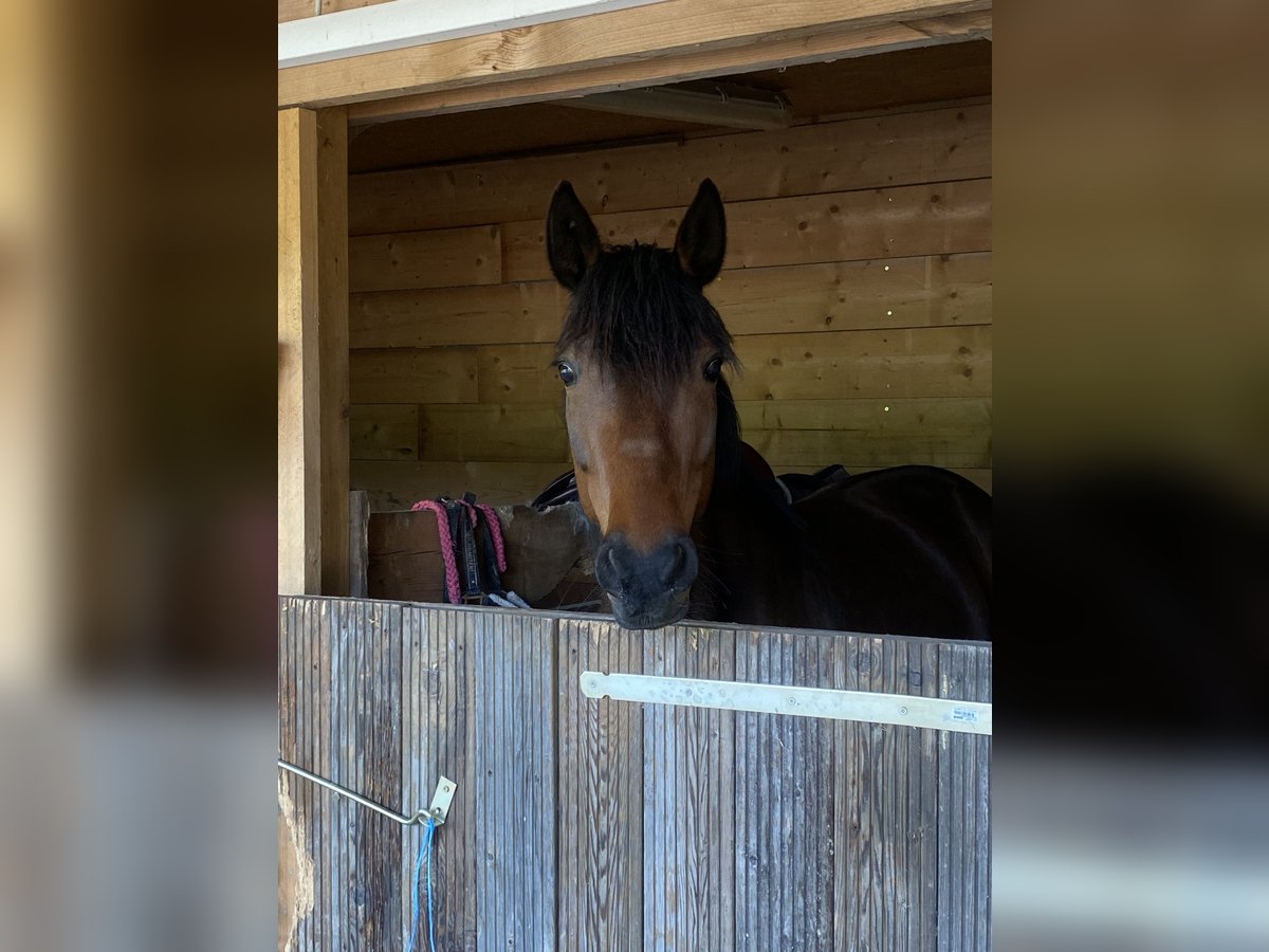 Altre razze Giumenta 6 Anni 150 cm Baio scuro in Linnich