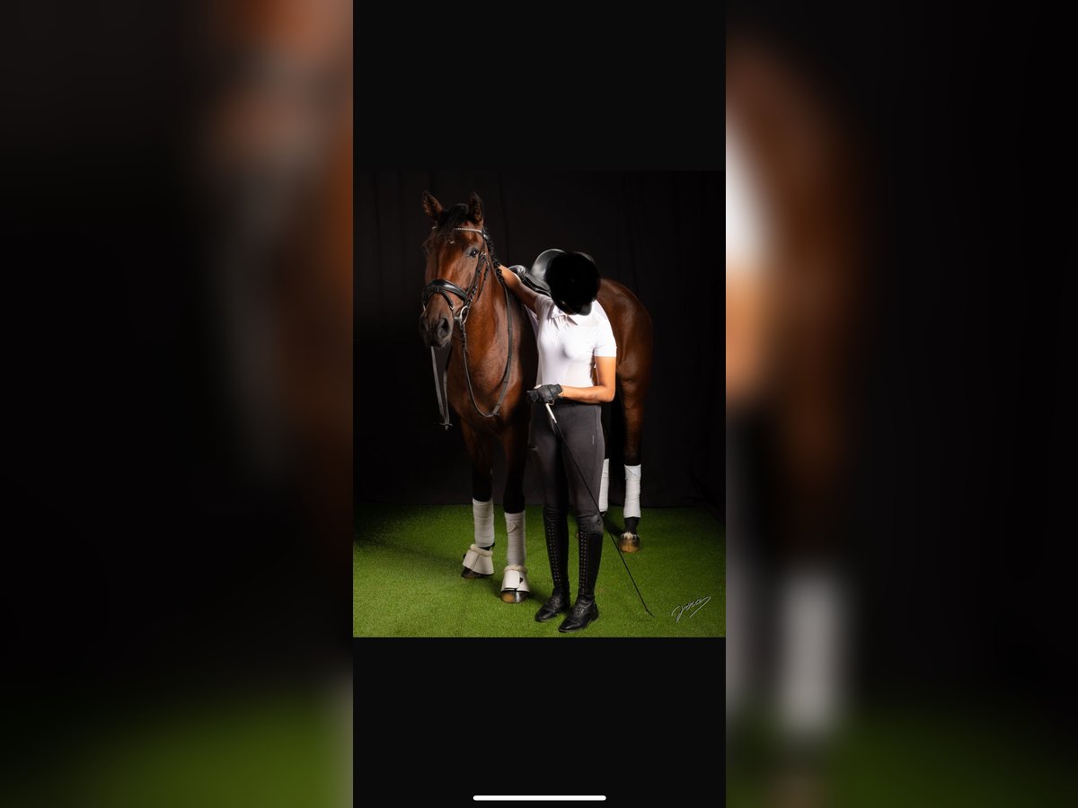 Altre razze Mix Giumenta 6 Anni 165 cm Baio ciliegia in Jerez de la Frontera