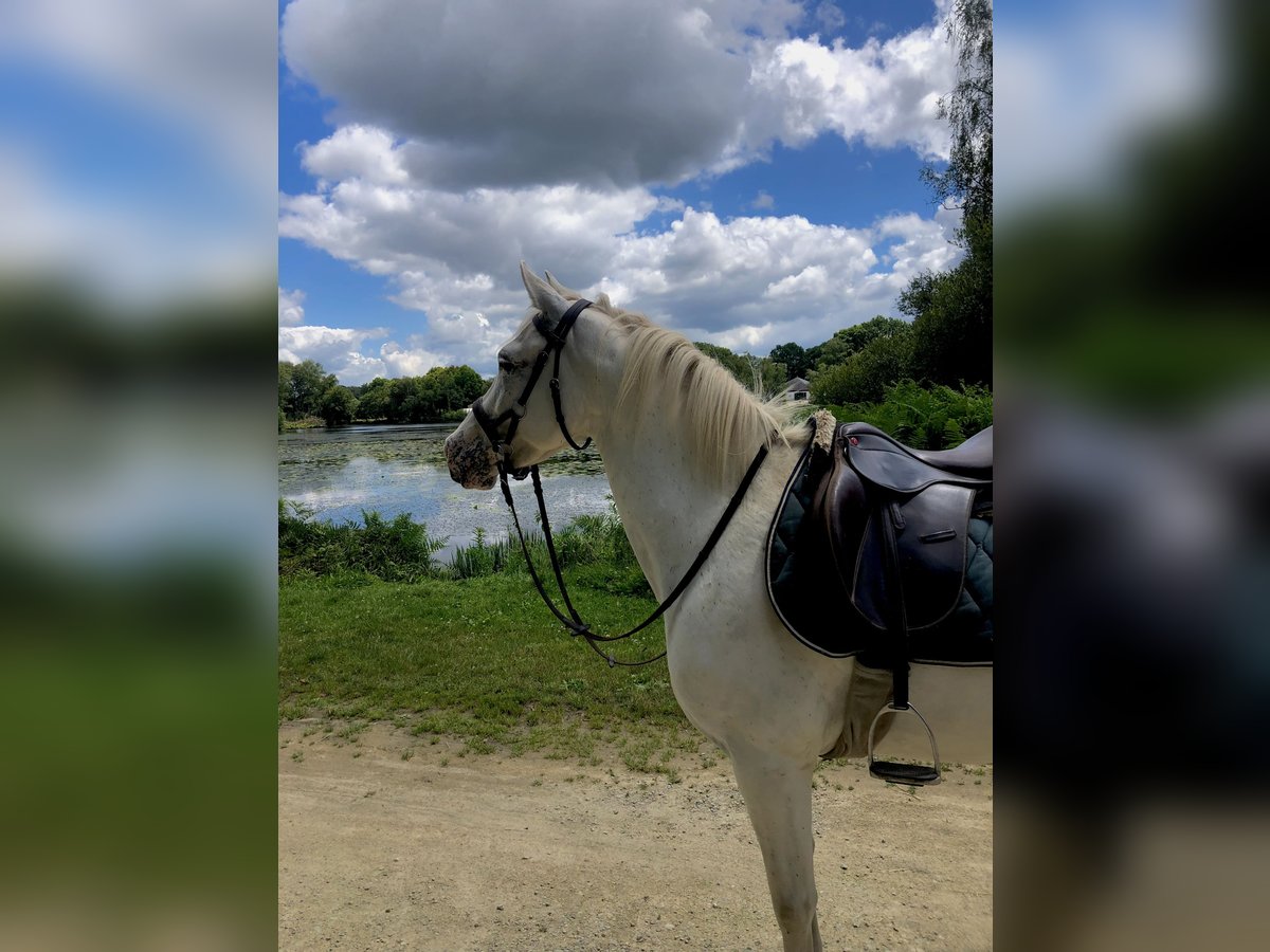 Altre razze Giumenta 7 Anni 138 cm Bianco in Pluvigner