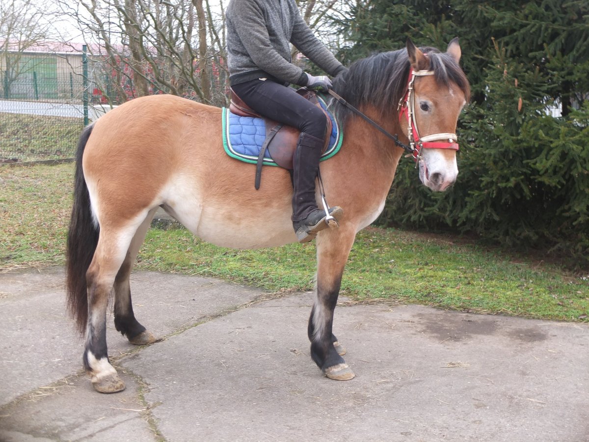 Altre razze Mix Giumenta 7 Anni 149 cm Baio chiaro in Buttstädt