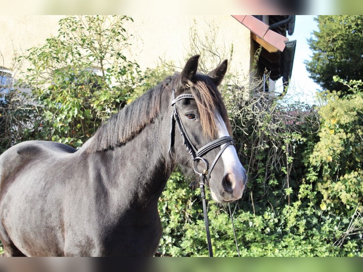 Altre razze Giumenta 7 Anni 150 cm in Sonnefeld