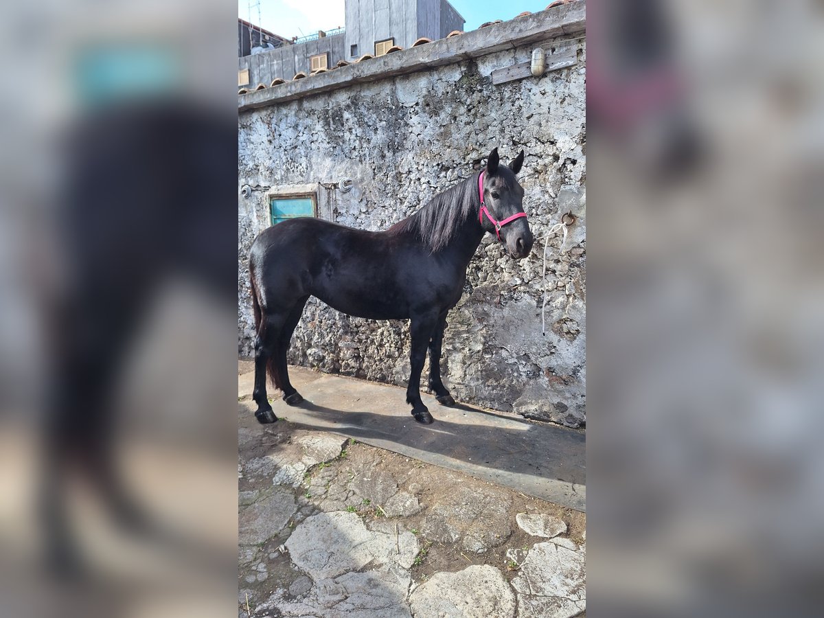 Altre razze Giumenta 7 Anni 155 cm Morello in Solarino