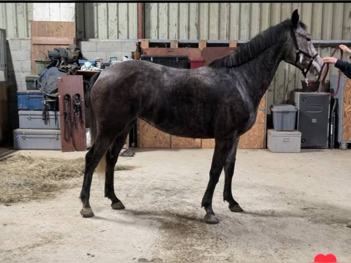 Altre razze Giumenta 7 Anni 162 cm Grigio pezzato in SEISSAN