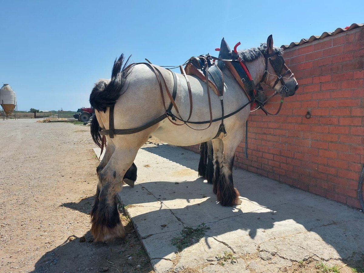 Altre razze Giumenta 7 Anni 175 cm Bianco in Berga, Barcelona