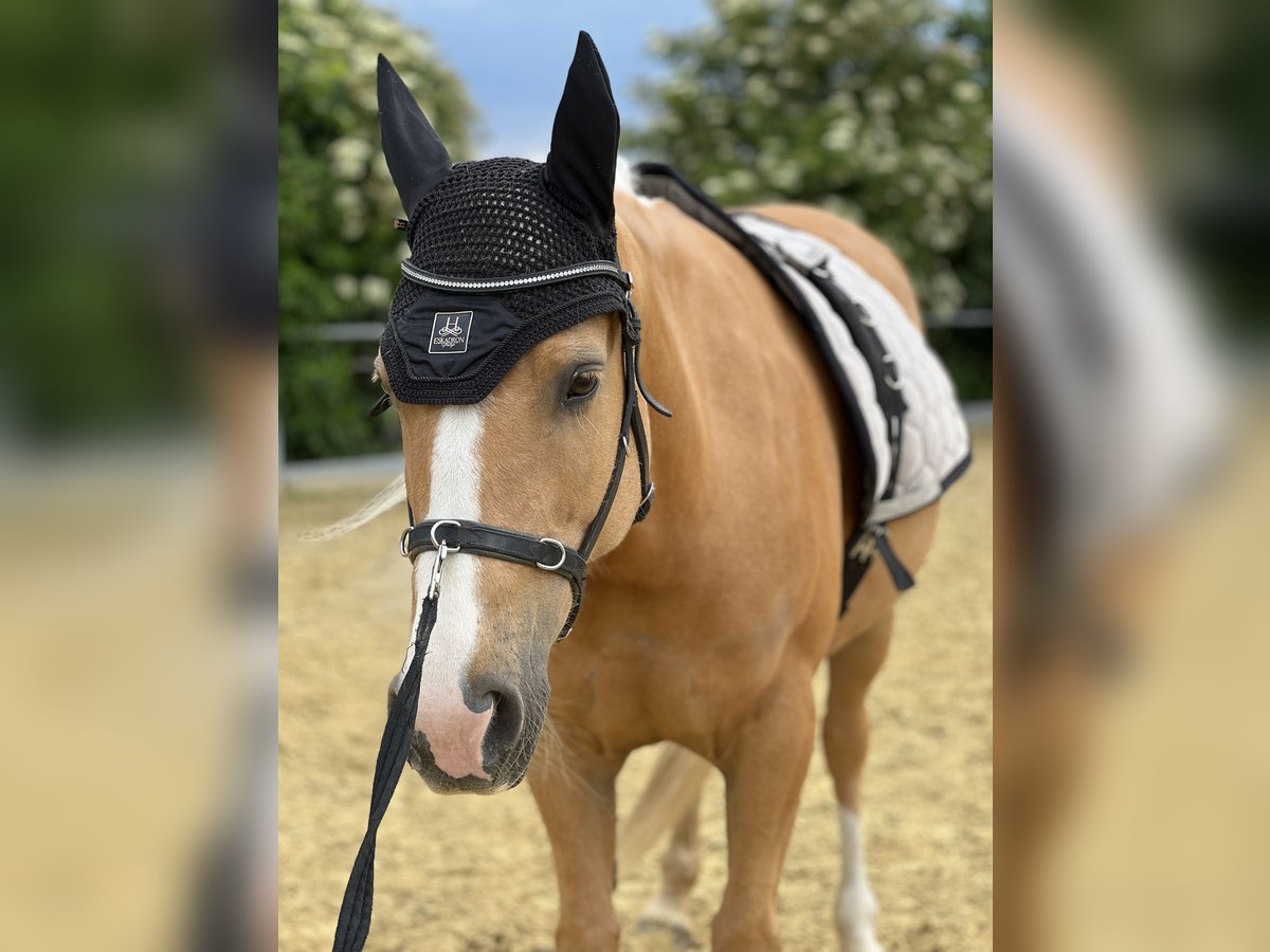 Altre razze Giumenta 8 Anni 143 cm Palomino in Trendelburg