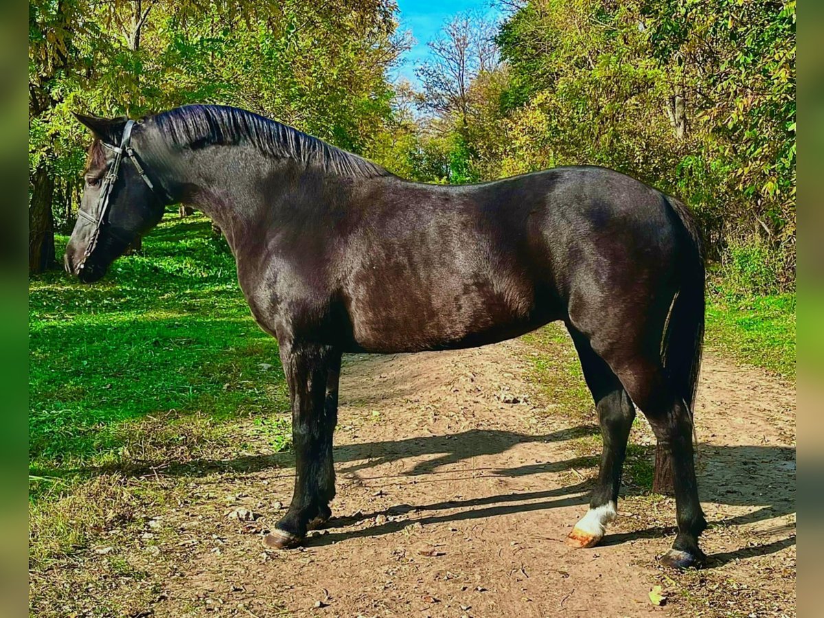 Altre razze Giumenta 8 Anni 145 cm Morello in Breda