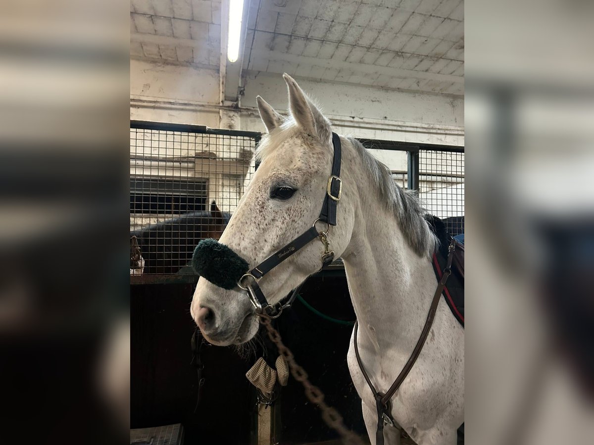 Altre razze Giumenta 8 Anni Grigio in Modena