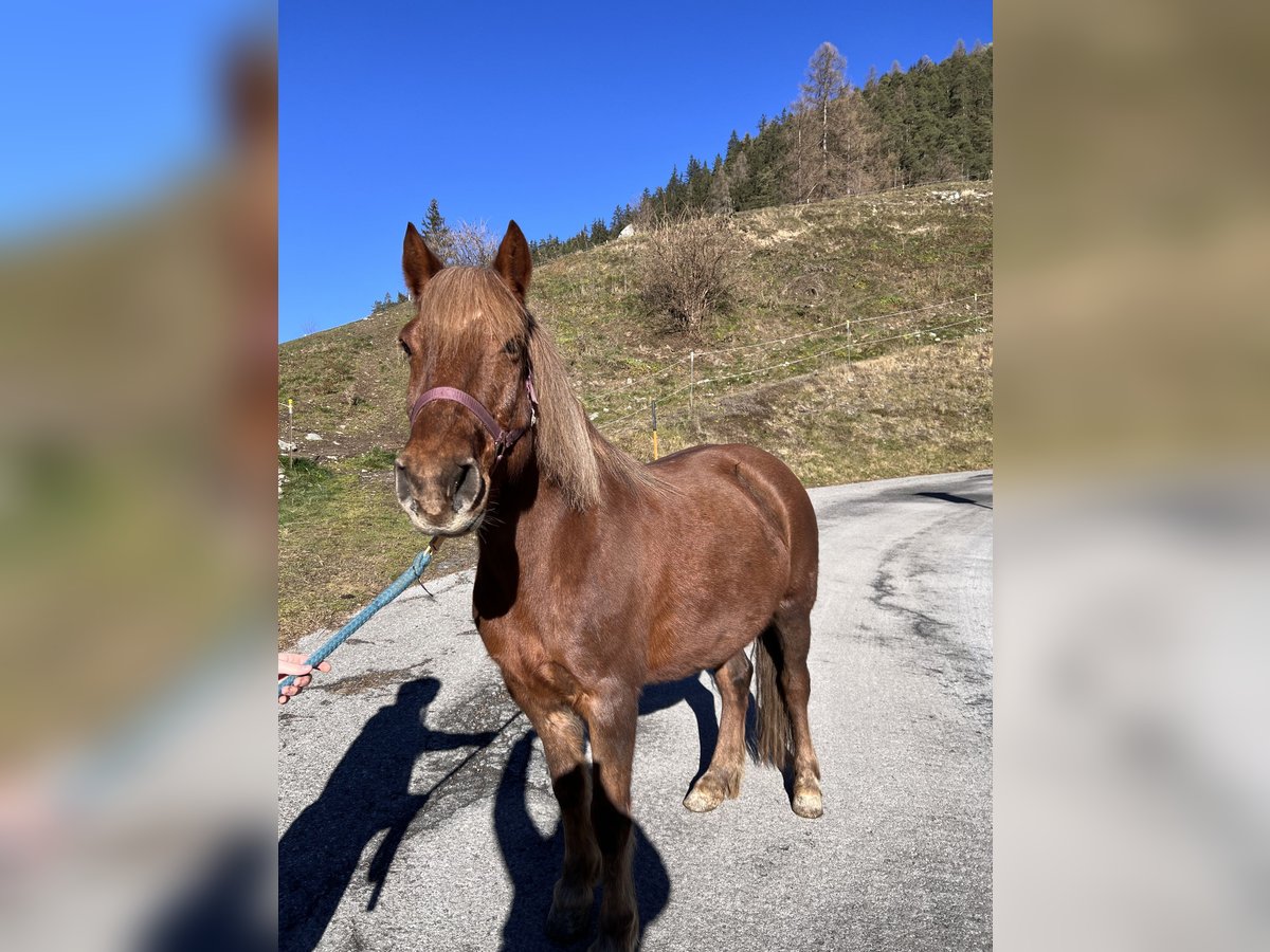 Altre razze Giumenta 9 Anni 140 cm Sauro in Längenfeld