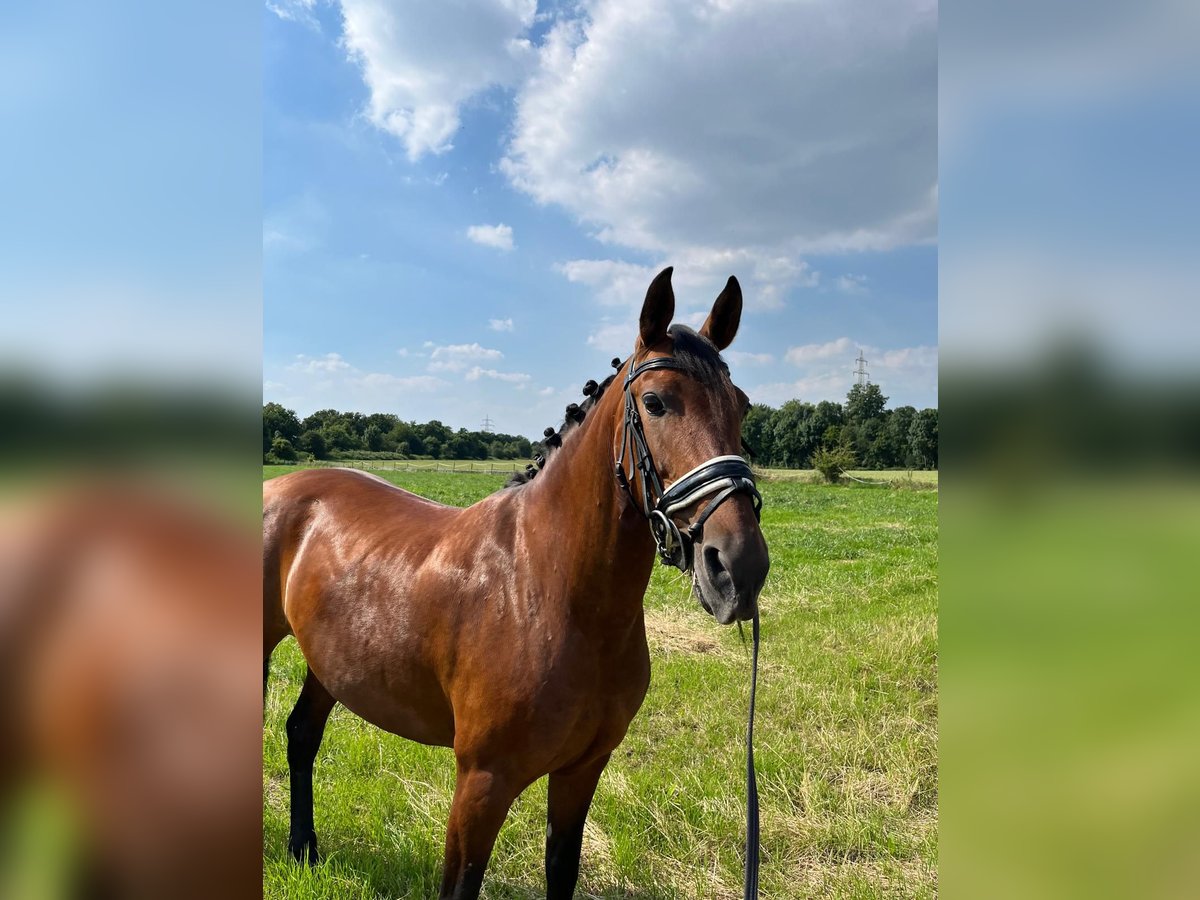 Altre razze Giumenta 9 Anni 160 cm Baio in Korschenbroich