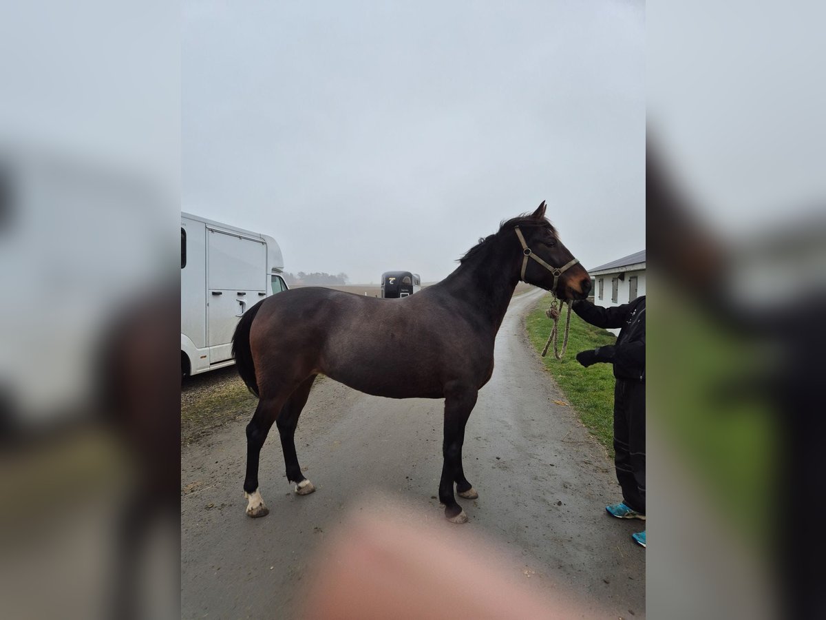 Altre razze Mix Giumenta 9 Anni 164 cm Baio scuro in Leipzig