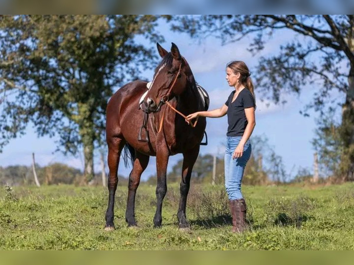 Altre razze Mix Giumenta 9 Anni 167 cm Baio in Mirandol bourgnounac