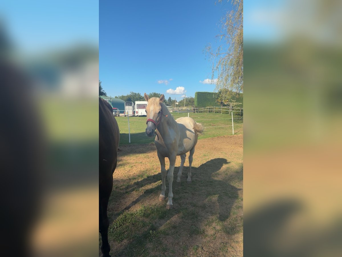 Altre razze Mix Giumenta Puledri (01/2025) 150 cm Palomino in Bressieux