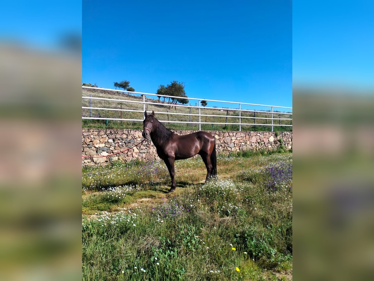 Altre razze Stallone 14 Anni in Higuera De Vargas