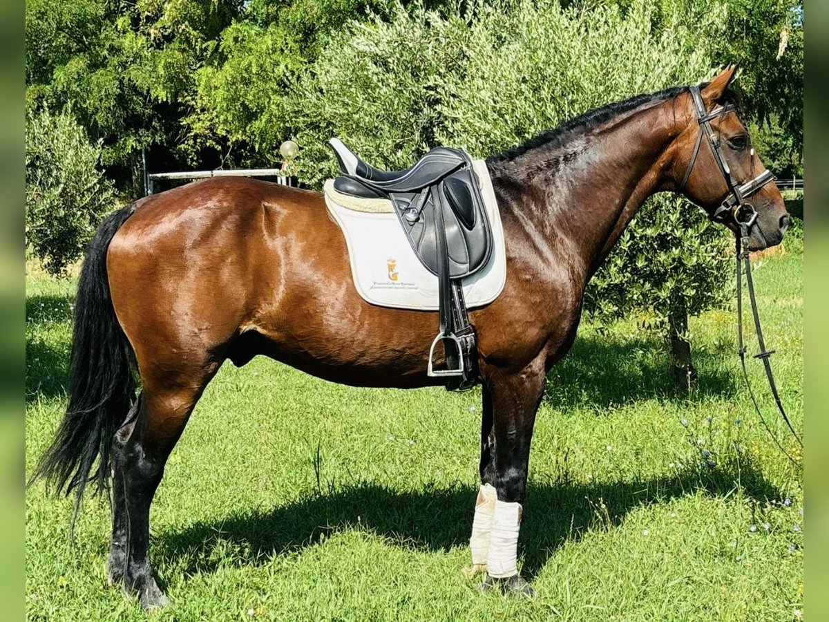 Altre razze Stallone 15 Anni 164 cm Baio ciliegia in Bergamo