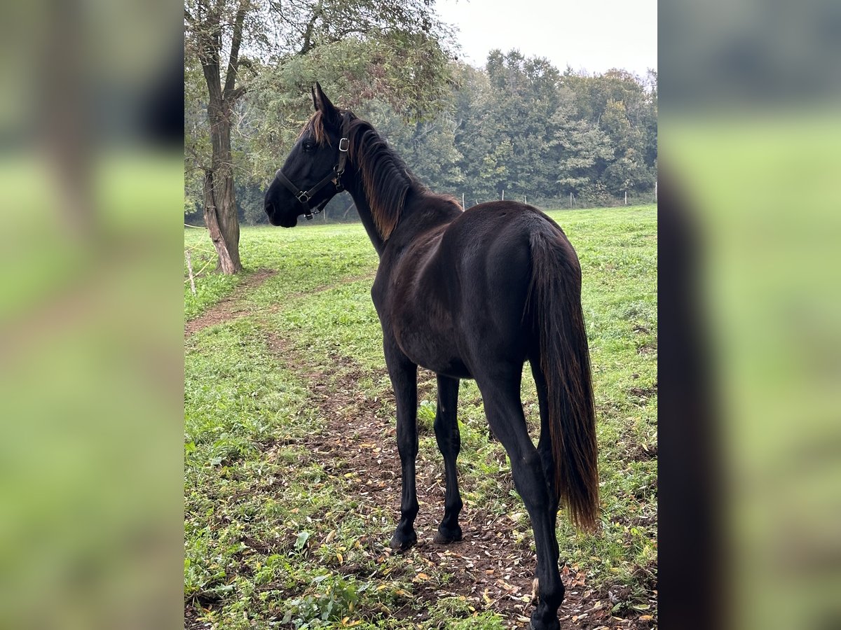 Altre razze Stallone 1 Anno 150 cm Morello in Poreč