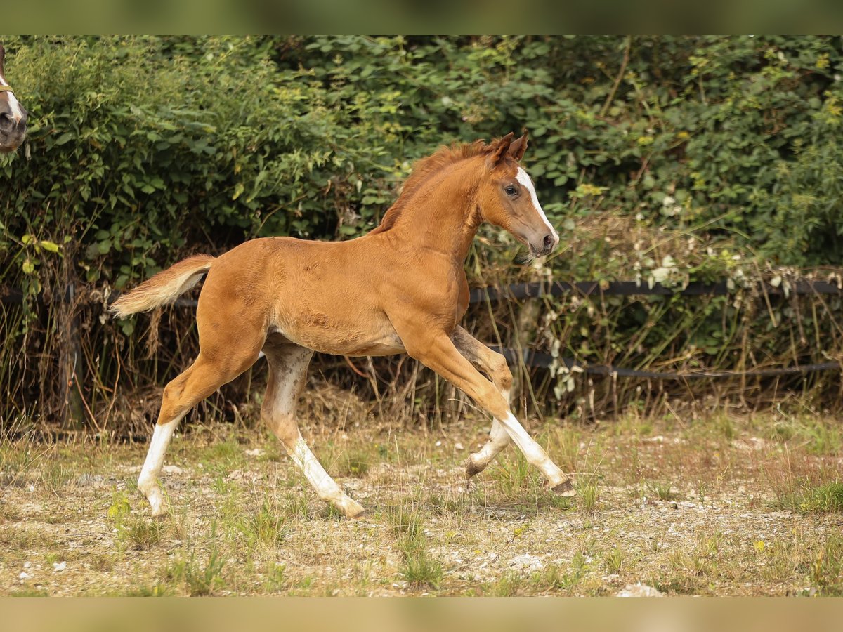 Altre razze Stallone 1 Anno 173 cm Sauro scuro in Moers