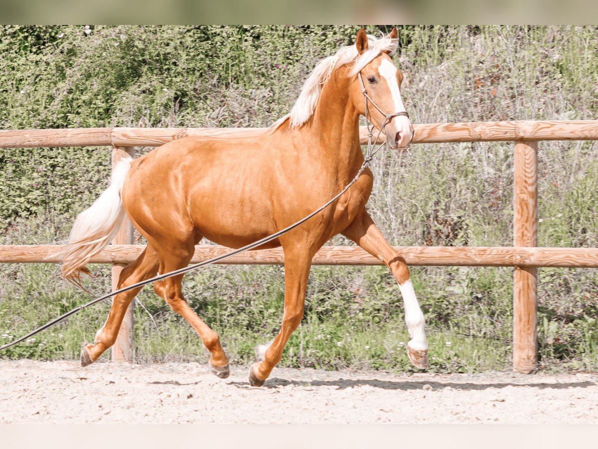 Altre razze Stallone 2 Anni 160 cm Palomino in Marly-sous-Issy