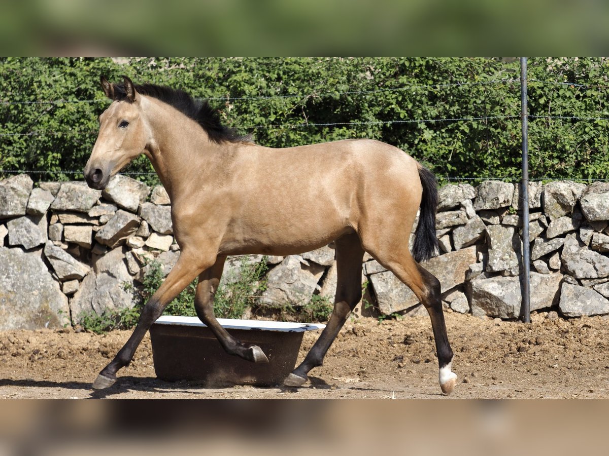 Altre razze Stallone 3 Anni 154 cm Pelle di daino in NAVAS DEL MADRONO