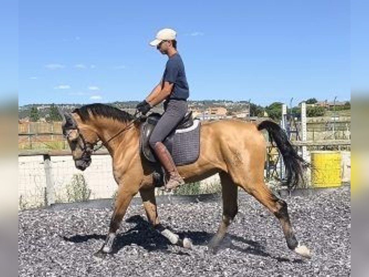 Altre razze Mix Stallone 5 Anni 162 cm Overo-tutti i colori in MADRID