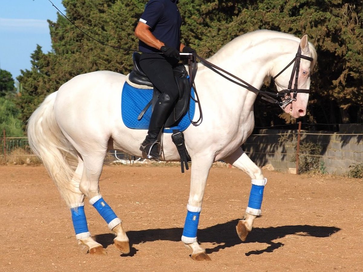 Altre razze Stallone 8 Anni 160 cm Perlino in NAVAS DEL MADRONO