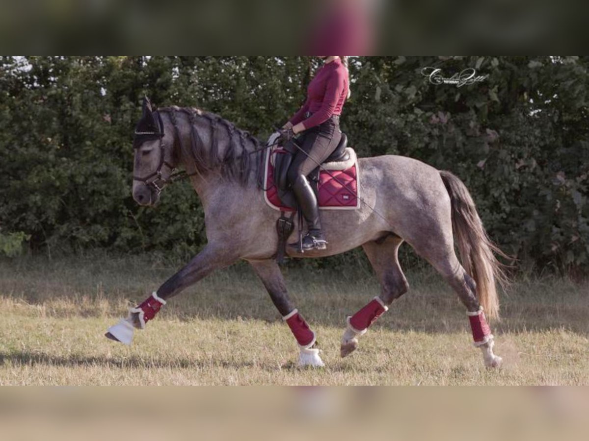 Altre razze Stallone 8 Anni 163 cm Grigio in NAVAS DEL MADRONO