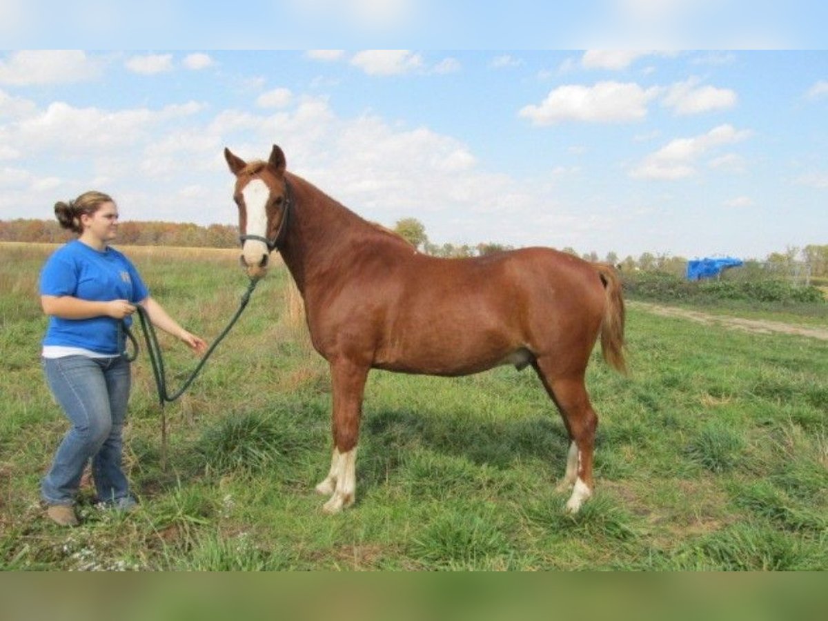 Altre razze Stallone 9 Anni 60 cm Baio in Mojave