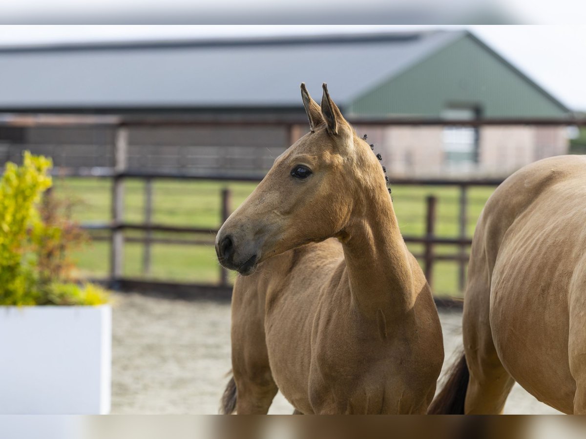 Altre razze Stallone Puledri (04/2025) Falbo in Waddinxveen