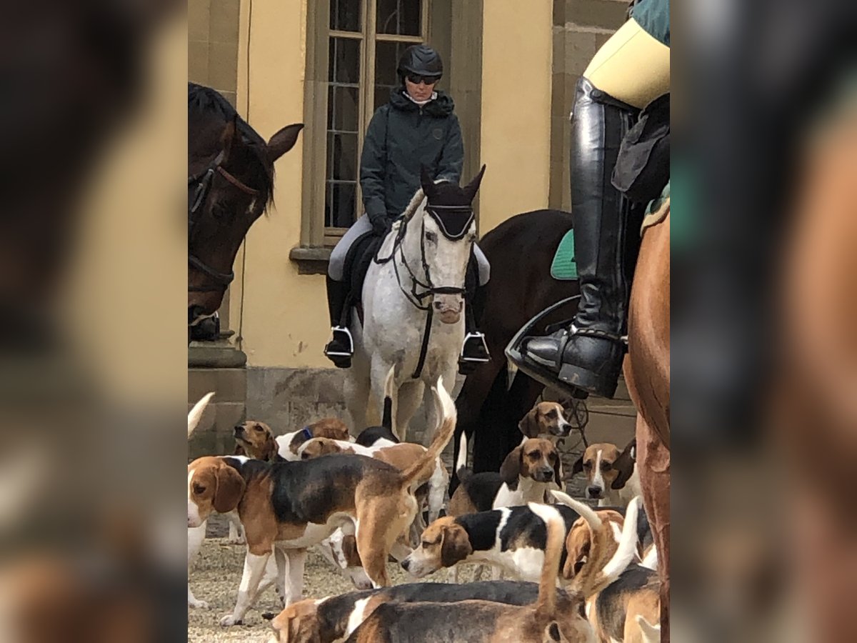 Altri cavalli a sangue caldo Castrone 10 Anni 155 cm Grigio pezzato in Mainbernheim